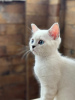 Photos supplémentaires: Garçon british shorthair aux yeux bleus