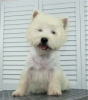 Photos supplémentaires: Chiot West Highland White Terrier du Champion International