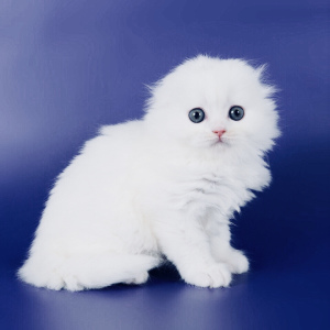 Photo №2 de l'annonce № 3032 de la vente scottish fold - acheter à Fédération de Russie annonce privée