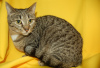 Photos supplémentaires: Le chat Vesta cherche un foyer