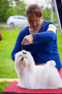 Photo №1. bichon maltais - à vendre en ville de Chelyabinsk | Négocié | Annonce №5809