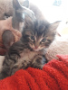 Photo №1. maine coon - à vendre en ville de Тилбург | 300€ | Annonce № 109182