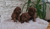 Photos supplémentaires: Chiots caniche rouge jouet à vendre