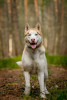 Photos supplémentaires: Le beau husky Hart est entre de bonnes mains