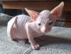 Photo №4. Je vais vendre sphynx en ville de Дармштадт. annonce privée - prix - négocié