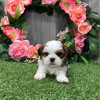 Photo №3. Belle femelle Shih tzu chiot. USA