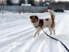 Photo №1. chien bâtard - à vendre en ville de Saint-Pétersbourg | Gratuit | Annonce №91089