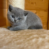 Photo №1. british shorthair - à vendre en ville de Bergen op Zoom | 350€ | Annonce № 58267