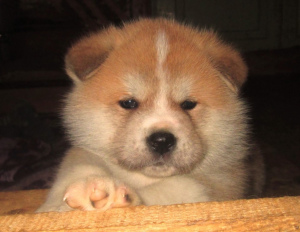Photo №2 de l'annonce № 322 de la vente akita (chien) - acheter à Lituanie annonce privée, de la fourrière, éleveur