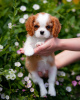 Photo №1. cavalier king charles spaniel - à vendre en ville de Гамбург | 400€ | Annonce №80864