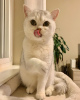 Photos supplémentaires: Magnifiques chatons sibériens disponibles maintenant