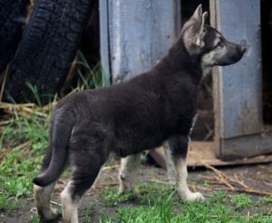 Photos supplémentaires: VEO femelle, à partir du 26.02, avec une métrique de chiot