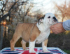 Photo №1. bulldog anglais - à vendre en ville de Belgrade | négocié | Annonce №85170