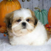 Photo №2 de l'annonce № 99459 de la vente shih tzu - acheter à Allemagne annonce privée, de la fourrière, de l'abri