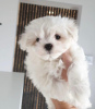 Photo №1. bichon maltais - à vendre en ville de Bruxelles | négocié | Annonce №40428