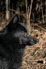 Photo №3. Schipperke Venya est à la recherche d'un logement.. Fédération de Russie