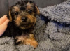 Photo №2 de l'annonce № 85078 de la vente yorkshire terrier - acheter à Slovaquie annonce privée