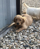 Photo №2 de l'annonce № 125192 de la vente golden retriever - acheter à Allemagne annonce privée