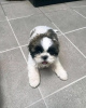 Photo №2 de l'annonce № 127624 de la vente shih tzu - acheter à Suisse 