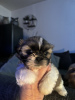 Photo №1. shih tzu - à vendre en ville de Гамбург | 300€ | Annonce №123442