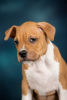 Photo №3. American Staffordshire Terrier avec pedigree. Fédération de Russie