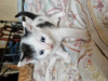 Photo №2 de l'annonce № 104268 de la vente chat de gouttière - acheter à Australie 