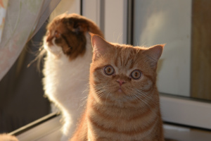 Photos supplémentaires: champion de chat écossais