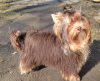 Photo №4. Je vais vendre yorkshire terrier en ville de Gomel. éleveur - prix - 482€