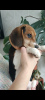 Photo №4. Je vais vendre beagle en ville de Minsk. de la fourrière - prix - 286€