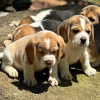 Photos supplémentaires: chiots beagle regardant