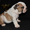 Photo №1. bulldog anglais - à vendre en ville de Saint-Pétersbourg | 561€ | Annonce №8356