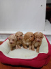 Photos supplémentaires: Chiots Maltipoo