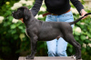 Photo №1. cane corso - à vendre en ville de Riga | négocié | Annonce №64553