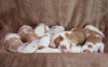 Photos supplémentaires: Chiots Podenco Ibicenco