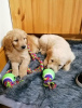 Photos supplémentaires: Chiots Goldendoodle