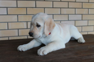 Photo №3. Chiot labrador retriever disponible à la vente. Fédération de Russie