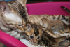 Photos supplémentaires: De jolis chatons Bengal disponibles à l'adoption