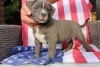 Photo №1. american bully - à vendre en ville de Poznan | négocié | Annonce №57964