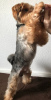 Photo №2. Service d'accouplement yorkshire terrier. Prix - négocié