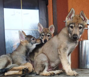 Photos supplémentaires: Chiots loups tchécoslovaques à vendre