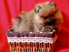 Photo №3. À VENDRE. Chiots exclusifs 100% Zwergspitz Pomeranian (deux mâles). Fédération de Russie