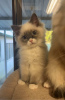 Photo №1. ragdoll - à vendre en ville de Yorkley | 331€ | Annonce № 106253