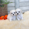 Photo №1. bichon maltais - à vendre en ville de Helsinki | négocié | Annonce №99698