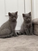 Photo №2 de l'annonce № 108594 de la vente british shorthair - acheter à Allemagne 