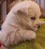 Photos supplémentaires: Meilleurs chiots West Highland White Terrier à vendre