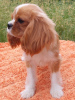 Photo №3. Cavalier King Charles Spaniel mâle. Allemagne