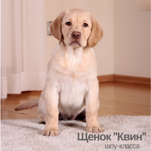 Photo №2 de l'annonce № 1276 de la vente labrador retriever - acheter à Fédération de Russie de la fourrière