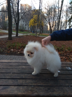 Photo №4. Je vais vendre spitz allemand en ville de Москва. de la fourrière - prix - 1600€