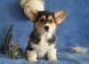 Photo №4. Je vais vendre welsh corgi en ville de Dnipro. annonce privée, éleveur - prix - 1238€