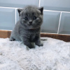 Photo №1. british shorthair - à vendre en ville de Berlin | 379€ | Annonce № 90825